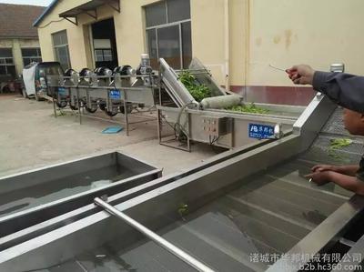 山東凈菜加工流水線 蔬菜清洗機 洗菜機 諸城華邦機械圖片_高清圖_細節圖