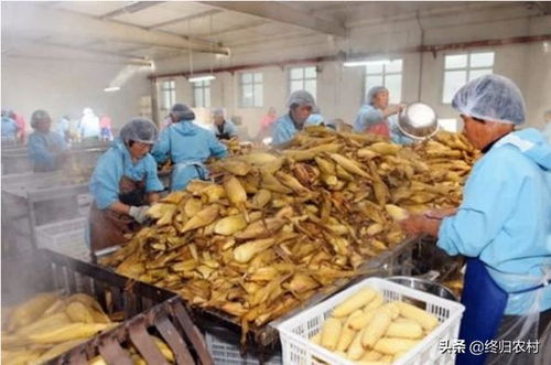 想在農(nóng)村投資10 20萬開個加工廠,雇傭10個幫工,做什么產(chǎn)品有前景