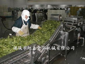 諸城旭鑫機(jī)械蔬菜加工設(shè)備購買指南 渠道、型號(hào)與價(jià)格解析